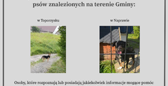 Czyje psy?